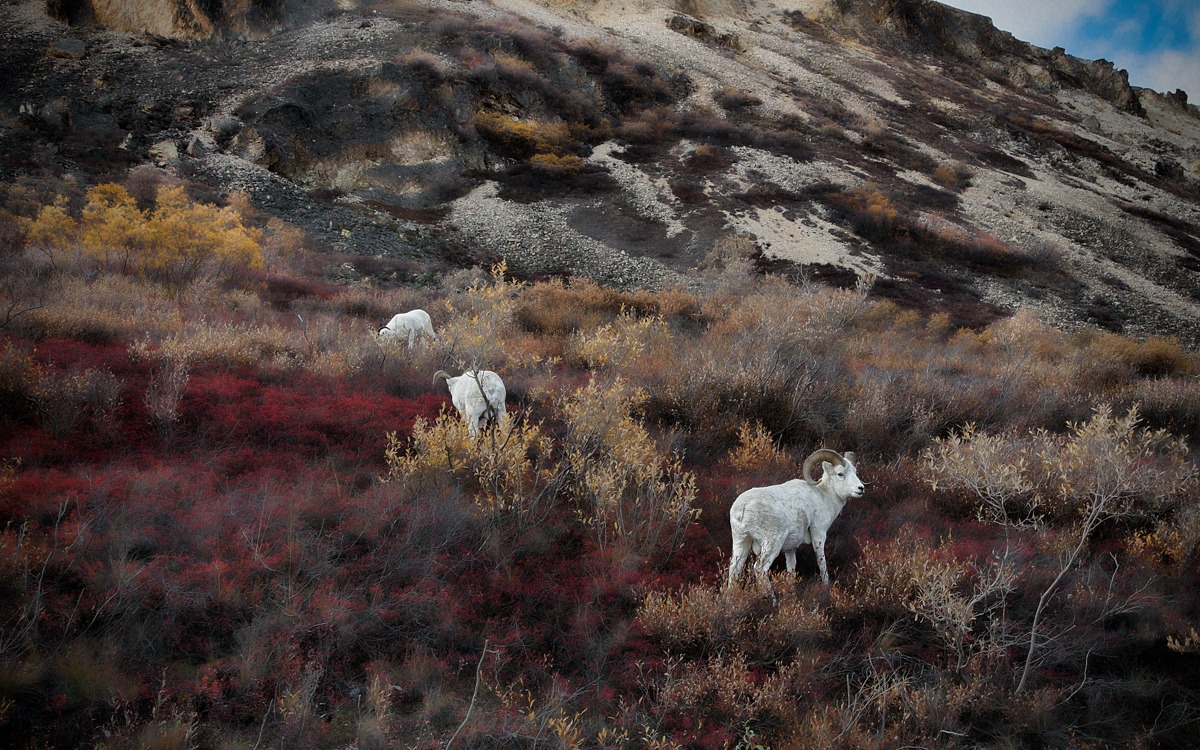 23' Denali National Park